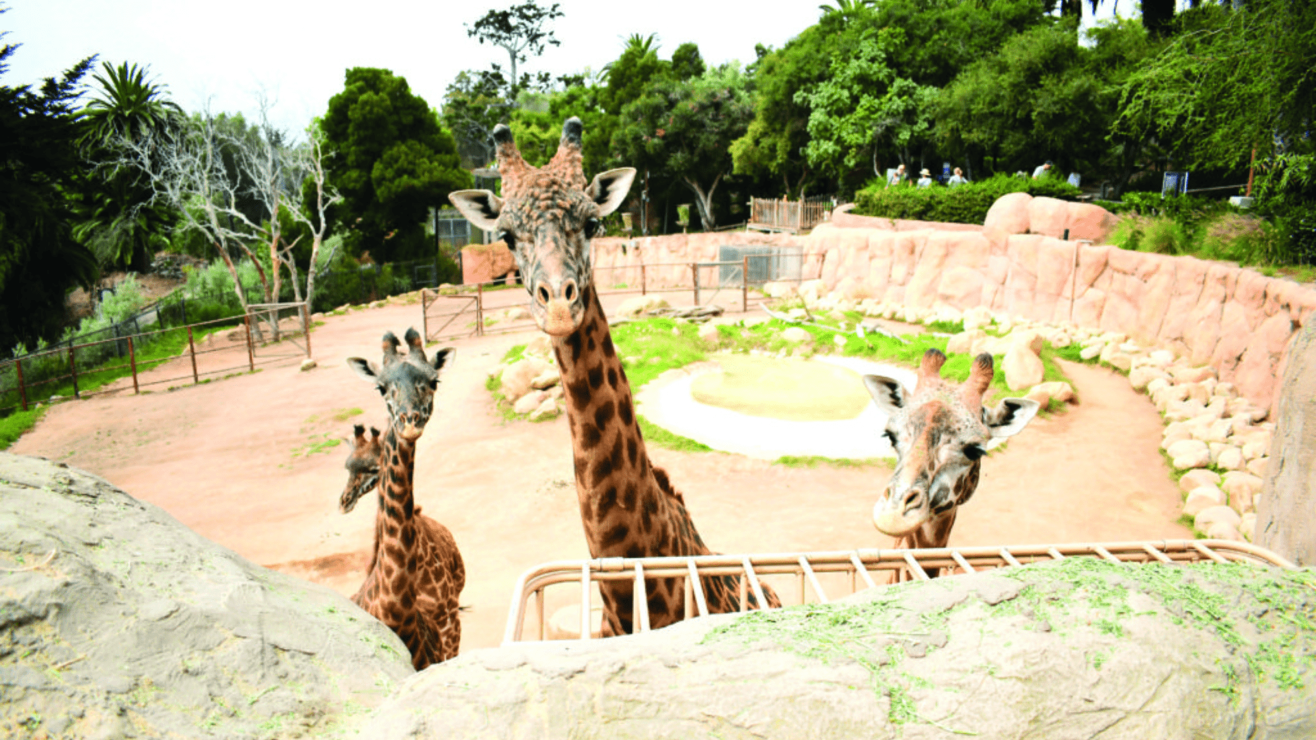 Santa_Barbara_Zoo